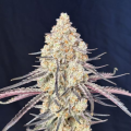 Purple Magnolia - LOVIN IN HER EYES
