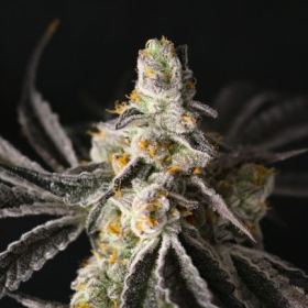 Funky Fuego - LOVIN IN HER EYES