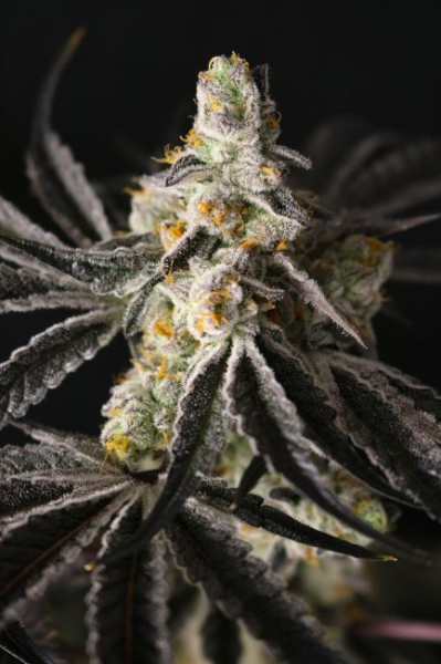 Funky Fuego - LOVIN IN HER EYES