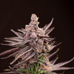 Depth Charge - LOVIN IN HER EYES
