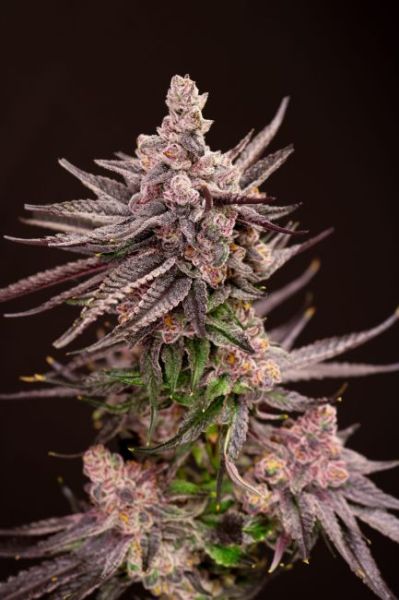 Depth Charge - LOVIN IN HER EYES