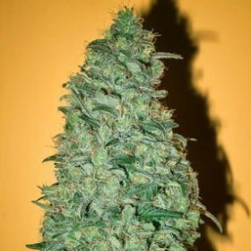 California Dream - MANDALA SEEDS | TanieSianie.pl