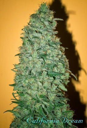 California Dream - MANDALA SEEDS | TanieSianie.pl