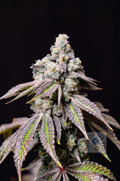 Blueberry Fudge - LOVIN IN HER EYES