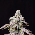 Blueberry Fudge - LOVIN IN HER EYES