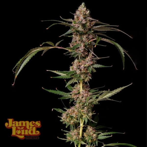 Banana Punch Gelato Auto - JAMES LOUD GENETICS