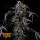 Black Radler - JAMES LOUD GENETICS