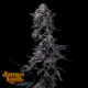 Bumpboxx Kush - JAMES LOUD GENETICS