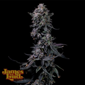 Bumpboxx Kush - JAMES LOUD GENETICS