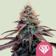 Super Boof - ROYAL QUEEN SEEDS