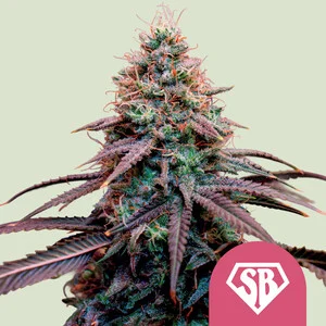Super Boof - ROYAL QUEEN SEEDS