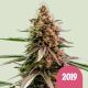 The 2019 - ROYAL QUEEN SEEDS
