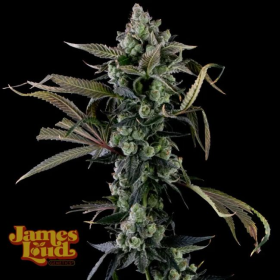 Candy Island - JAMES LOUD GENETICS