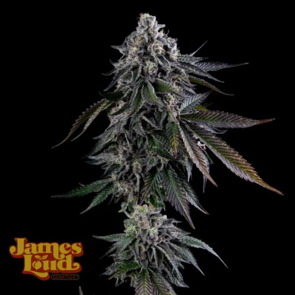 Dripz - JAMES LOUD GENETICS