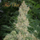 Far Out - MANDALA SEEDS | TanieSianie.pl