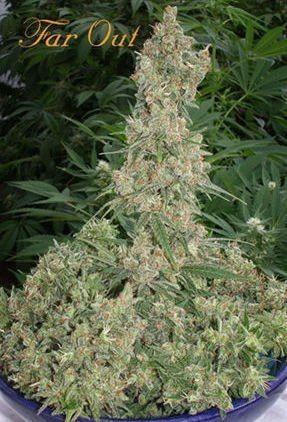 Far Out - MANDALA SEEDS | TanieSianie.pl