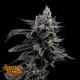 Feel The Rainbow - JAMES LOUD GENETICS
