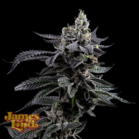 Feel The Rainbow - JAMES LOUD GENETICS