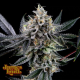 Frosted Biscotti Auto - JAMES LOUD GENETICS