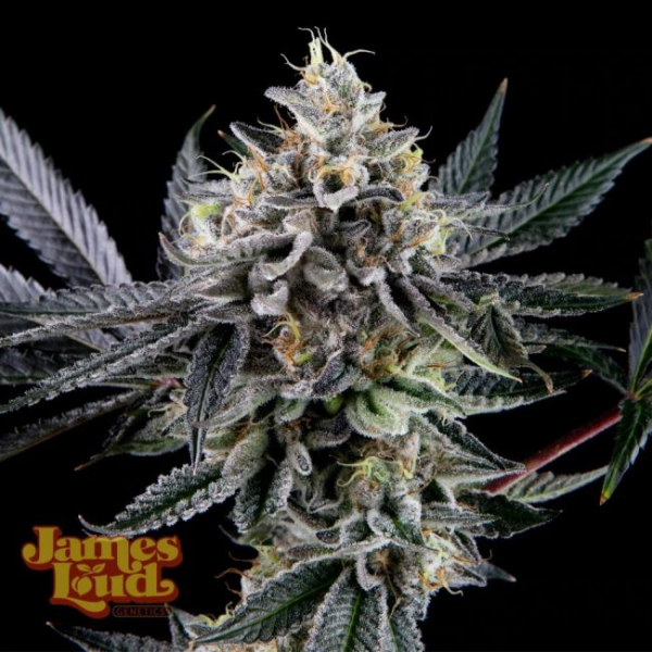 Frosted Biscotti Auto - JAMES LOUD GENETICS