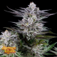 Gee Zee - JAMES LOUD GENETICS