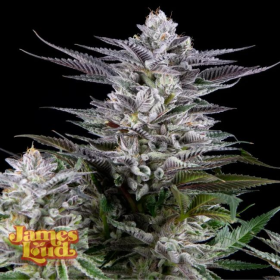 Gee Zee - JAMES LOUD GENETICS