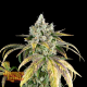 Gorilla Cookies OG Auto - JAMES LOUD GENETICS