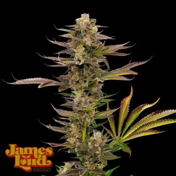 Guavalato Auto - JAMES LOUD GENETICS