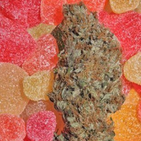 Fruitylicious - MANDALA SEEDS | TanieSianie.pl
