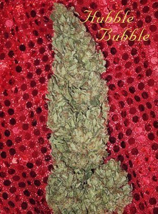 Hubble Bubble - MANDALA SEEDS | TanieSianie.pl