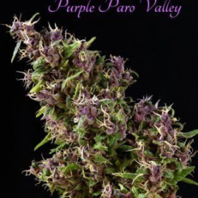 Purple Paro Valley - MANDALA SEEDS | TanieSianie.pl