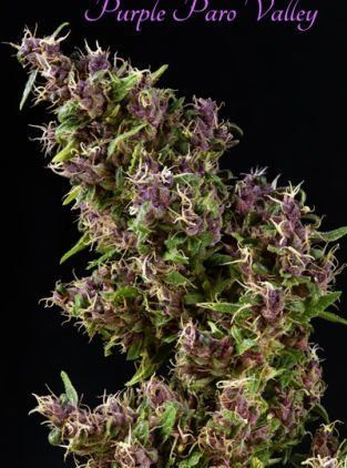 Purple Paro Valley - MANDALA SEEDS | TanieSianie.pl