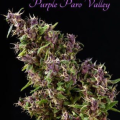 Purple Paro Valley - MANDALA SEEDS