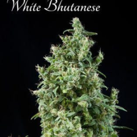 White Bhutanese - MANDALA SEEDS | TanieSianie.pl