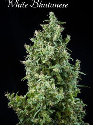 White Bhutanese - MANDALA SEEDS | TanieSianie.pl