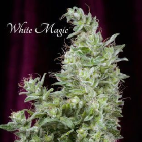 White Magic - MANDALA SEEDS | TanieSianie.pl