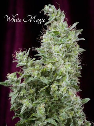 White Magic - MANDALA SEEDS | TanieSianie.pl