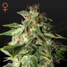 Afgooey - STRAIN HUNTERS | TanieSianie.pl