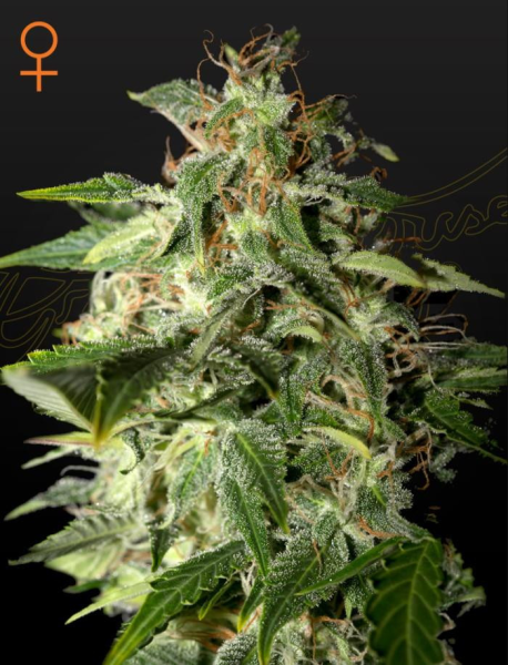 Afgooey - STRAIN HUNTERS | TanieSianie.pl