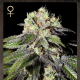 Caboose - STRAIN HUNTERS | TanieSianie.pl