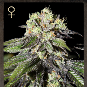Caboose - STRAIN HUNTERS | TanieSianie.pl