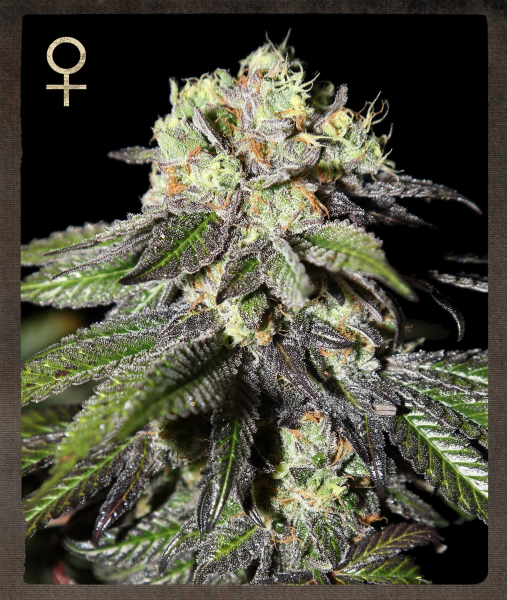 Caboose - STRAIN HUNTERS | TanieSianie.pl