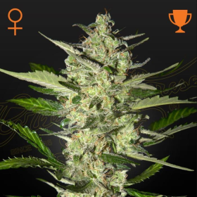 Flowerbomb Kush - STRAIN HUNTERS | TanieSianie.pl