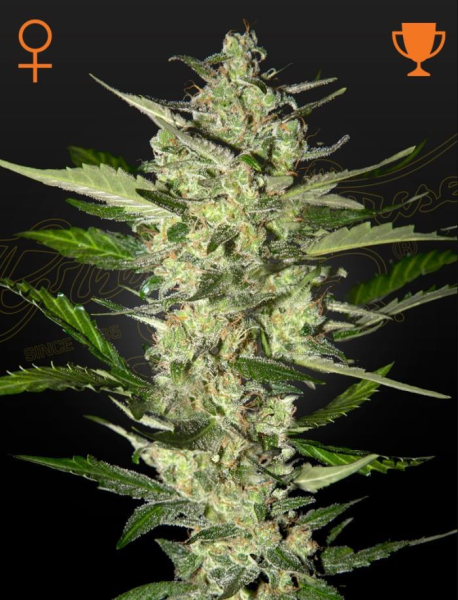 Flowerbomb Kush - STRAIN HUNTERS | TanieSianie.pl