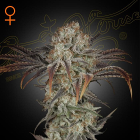 Money Maker - STRAIN HUNTERS | TanieSianie.pl