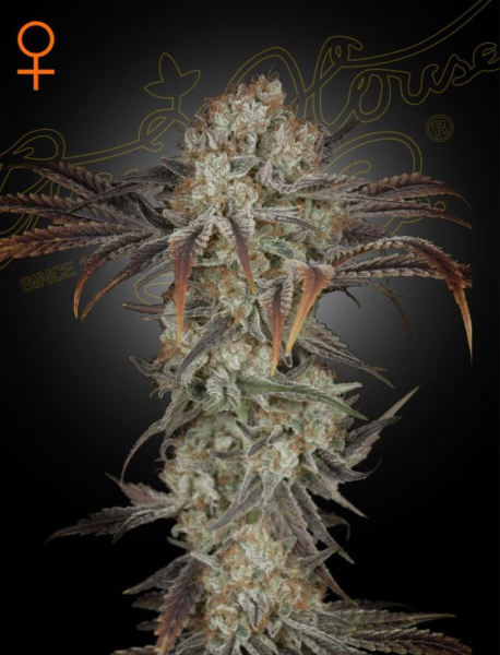 Money Maker - STRAIN HUNTERS | TanieSianie.pl