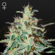White Lemon - STRAIN HUNTERS | TanieSianie.pl