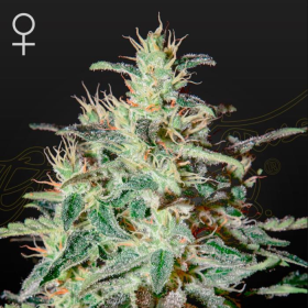 White Lemon - STRAIN HUNTERS | TanieSianie.pl