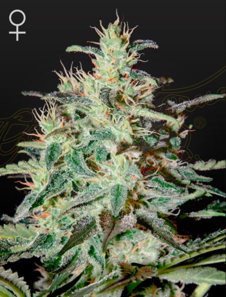 White Lemon - STRAIN HUNTERS | TanieSianie.pl