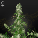 White Strawberry Skunk - STRAIN HUNTERS | TanieSianie.pl